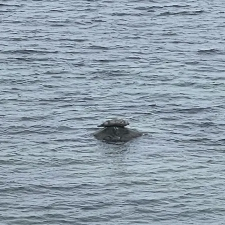 Apartment Mp 4 Meerjungfrau