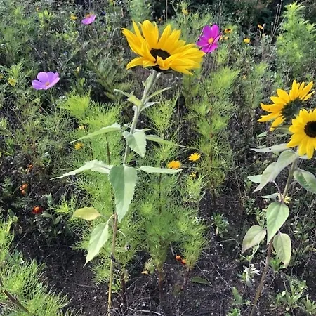 Mp 4 Meerjungfrau * Klutz